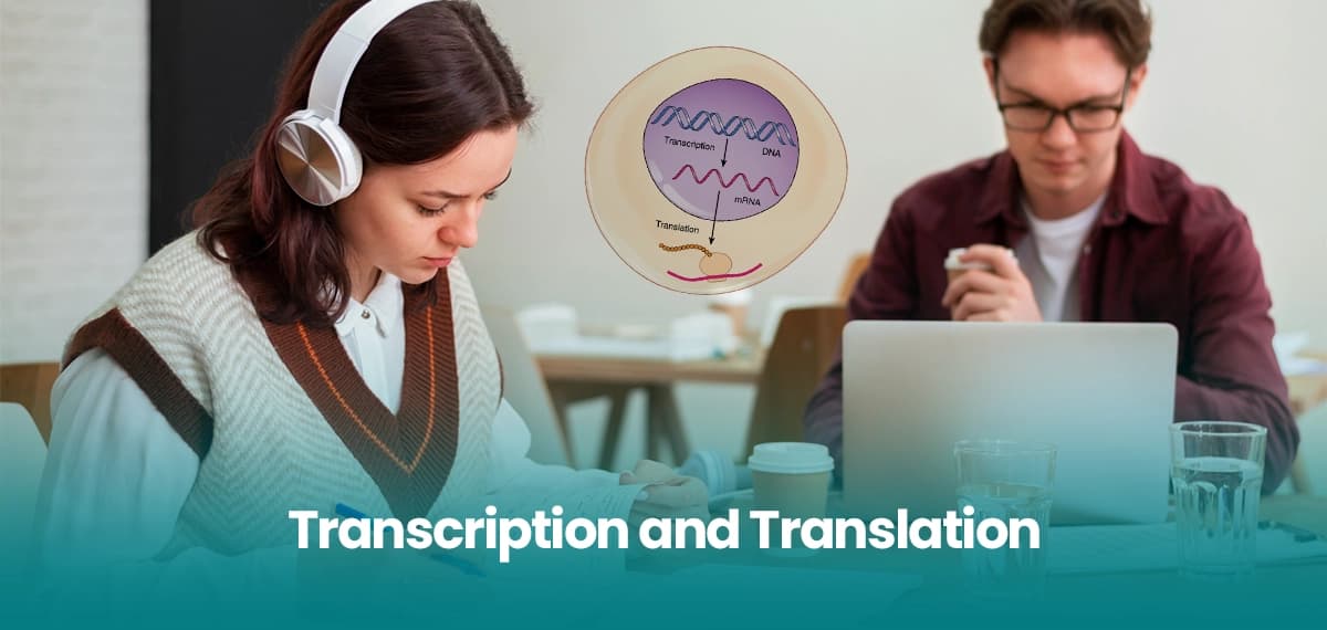 What Is the Difference Between Transcription and Translation?